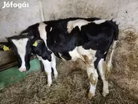 公牛, Holstein breed — 照片 1