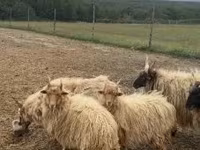 Ram, Racka sheep — photo 3