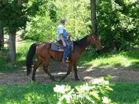 Pastuv, Standardbred — fotografija 7