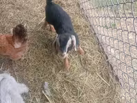 公山羊, Nubian Goat — 照片 3