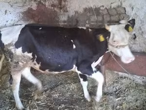 Krowa, Russian Black pied cattle — Węgry