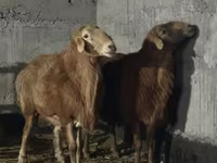 मेढ़ा, Edilbay sheep — फ़ोटो 3