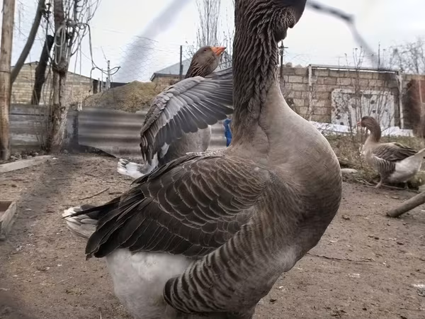 Tuluza