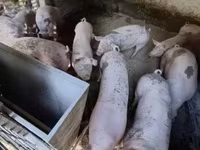 Porcs (lot, sexe non indiqué), Porcs — photo 5