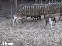 Widder, Cameroon sheep — Foto 1