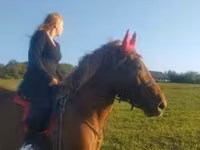 公马, Horses — 照片 4