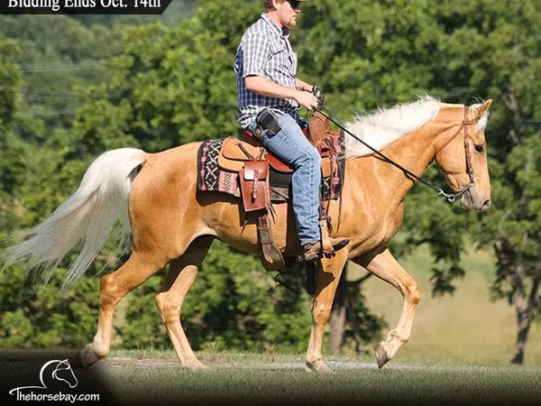 Pastuv, Palomino