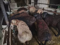 Ovan, Edilbay sheep — fotografija 8