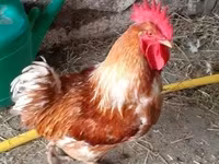 Chickens — 写真 1
