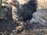 Australorp — fotografija 1