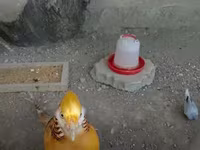 ゴールデン・イタリアン — 写真 1