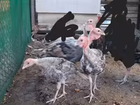 Turkeys — fotografija 4