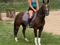 Kobila, Quarter Horse — fotografija 3