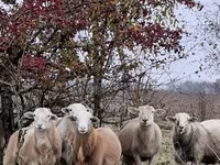 Ovan, Katum sheep — fotografija 7