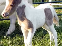 Pastuv, Miniature horse — fotografija 8