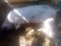 خنزيرة, الخنازير — الصورة 8