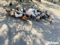 Guinea fowl — fotografija 5