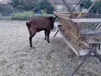 公山羊, Goats — 照片 6