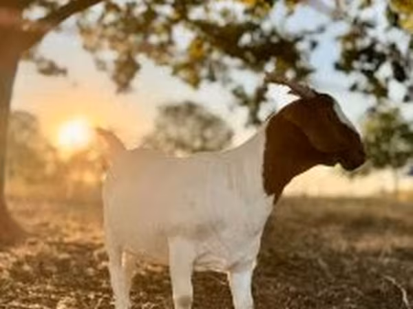 عنزة, Boer goat