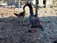 Chickens — fotografija 3