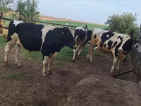 Bik, Russian Black pied cattle — fotografija 6