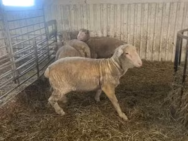 Ovan, Merino sheep