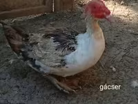 Ducks — zdjęcie 4