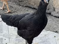 Ameraucana — photo 4
