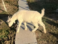 Echki, Saanen goat — 5-rasm