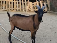 Kozioł, Alpine goat — zdjęcie 2