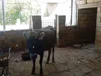 Cow, Azerbaijani zebu — photo 3