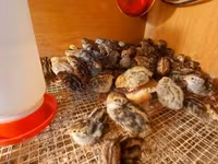 Quails — Foto 3