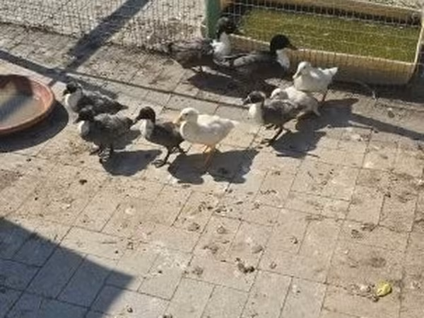 Ducks — Vengriya