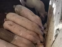 नर सूअर, सूअर — फ़ोटो 5