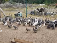 Guinea fowl — 写真 3