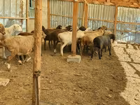 Brebis, Moutons — photo 5