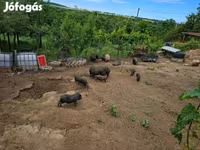 Boar, Вьетнамская вислобрюхая — photo 7