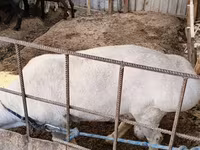 Moutons (lot, sexe non indiqué), Moutons — photo 2