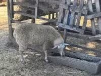 Schaf, Beltex sheep — Foto 1