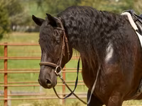 Pastuv, Friesian — fotografija 8