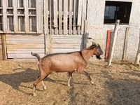 Bode, Alpine goat — foto 1