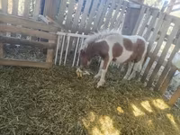 At, Miniature horse — foto 5