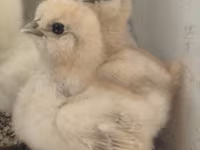 Silkie — zdjęcie 2