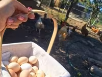 Chickens — zdjęcie 3