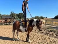 Kobyła, Pinto horses — zdjęcie 1