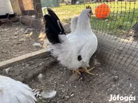 Chickens — foto 3