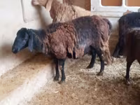 Ovan, Jaidara sheep — fotografija 1