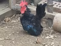 Chickens — fotografija 2