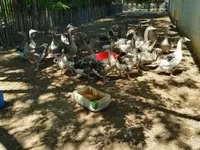 Geese — Foto 5