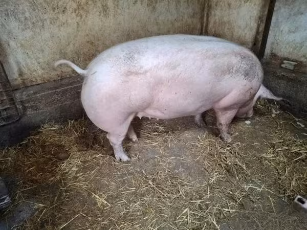 Locha,  — Węgry